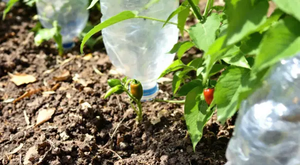 Petits poivrons verts et rouges poussent près de bouteilles en plastique utilisées pour l'arrosage.