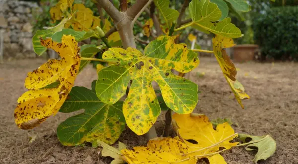 Feuilles de figuier jaunies et tachetées, signe d'une maladie du figuier. Certaines feuilles sont tombées au sol.