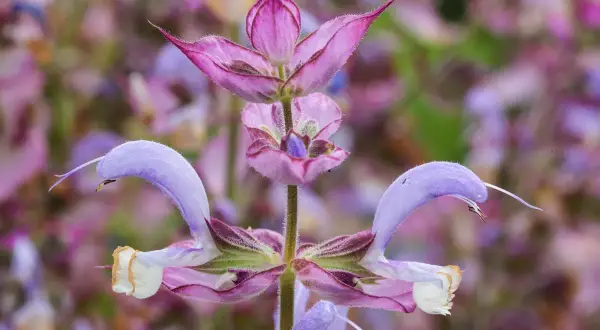Fleur de sauge sclarée aux teintes violettes et roses, avec des pétales délicats et une forme unique.