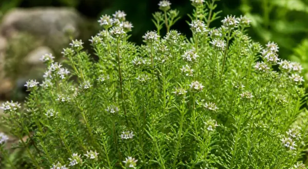 Un buisson de sarriette aux petites fleurs blanches et aux feuilles vertes vives, prêt à parfumer vos plats.