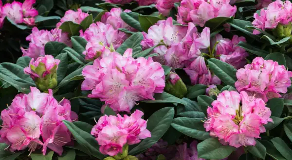Gros plan sur des rhododendrons roses en pleine floraison. Un entretien adéquat garantit cette abondance de fleurs.