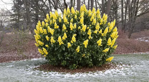 Un arbuste luxuriant couvert de grappes de fleur jaune vif se dresse sur une pelouse parsemée de neige.