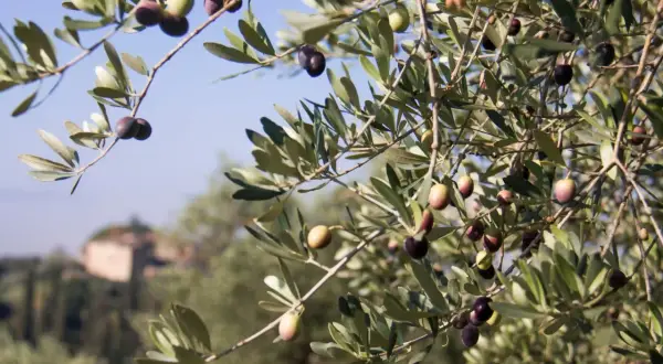 Rameau d'olivier avec des olives vertes et noires, ciel bleu et bâtiment flou en arrière-plan.