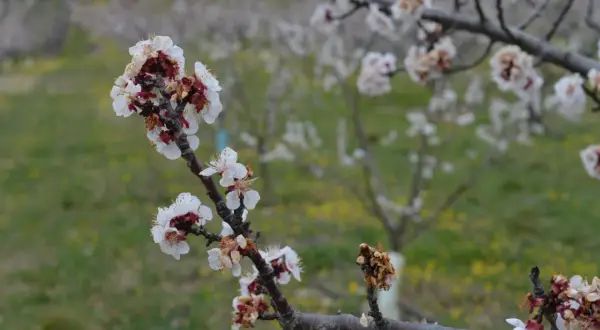 Fleurs d'abricotier en gros plan, certaines atteintes par la moniliose, sur fond flou d'un verger.