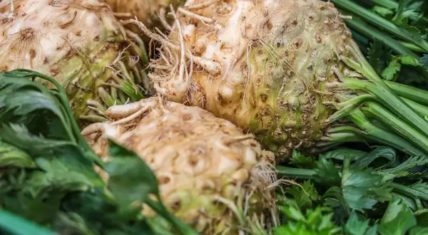 Gros bulbes de céleri rave fraîchement récoltés, avec leurs racines et leurs feuilles vertes, prêts pour la plantation ou la cuisine.