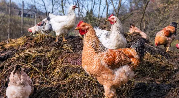 Plusieurs poules picorent sur un tas de fumier de poule, un signe de vie dans le jardin.