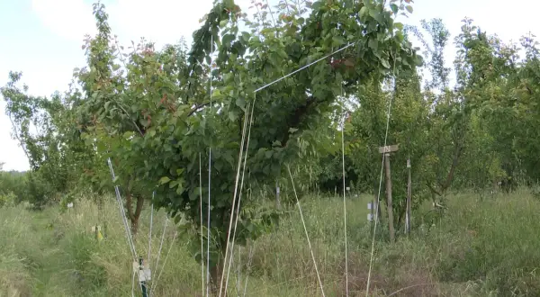 Des jeunes arbres fruitiers sont soutenus par des piquets et des fils pour courber les branches, favorisant leur croissance.