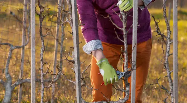 Apprendre comment tailler un pommier en espalier est facile avec ces conseils. Un jardinier taille un jeune arbre fruitier palissé.