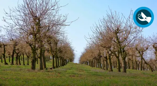 Rangée de cerisiers en hiver, prêts à tailler. Le ciel bleu clair surplombe le verger.