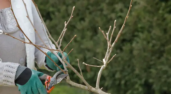 Main d'un jardinier avec des gants verts taillant un jeune kaki arbre.