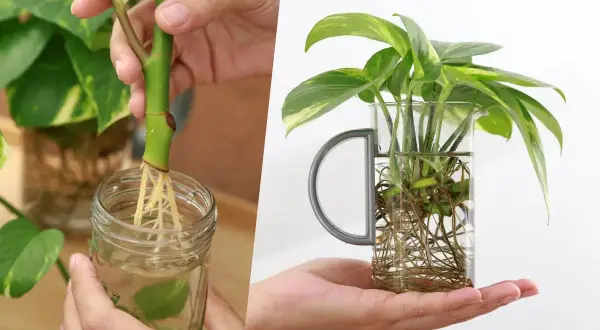 Apprenez comment faire une bouture de plante en la plaçant dans l'eau pour développer de belles racines.