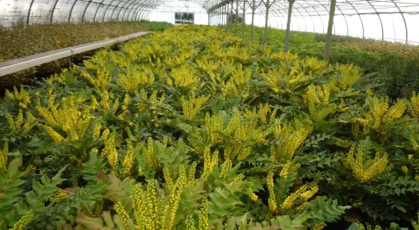 Une serre remplie de mahonia aquifolium en fleurs, leurs grappes jaunes vibrantes contrastant avec leur feuillage vert foncé.