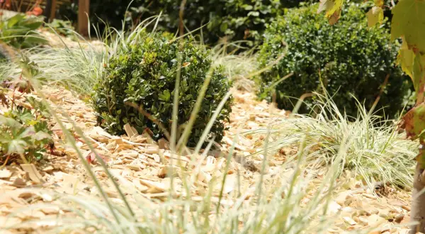 Un jardin avec des arbustes taillés, des graminées et des copeaux de bois. Un aperçu pour savoir quel paillage choisir.