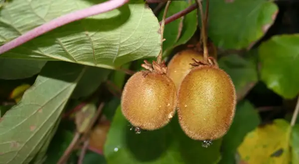 Trois kiwis velus pendent d'une branche, prêts à être récoltés. Un spécimen de kiwi autofertile, promettant une récolte abondante.