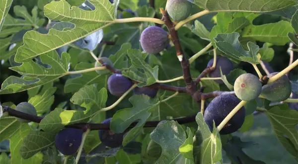 Des figues mûres et vertes pendent des branches d'un figuier. L'idée de planter un figuier pour récolter ces délices est tentante.
