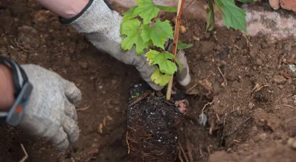 Mains gantées plantant un jeune plant de vigne dans la terre, début de la culture de la vigne.