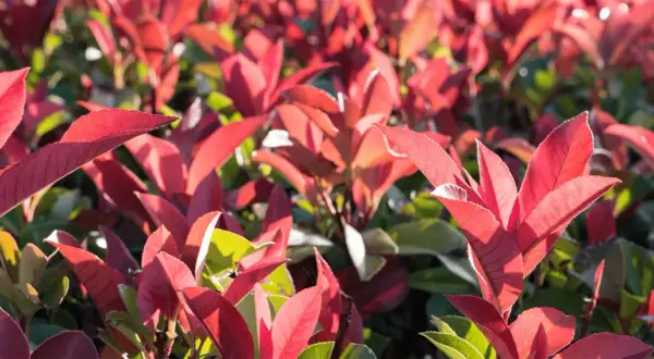Feuilles rouges vives d'une plantation de photinia, baignées de soleil.