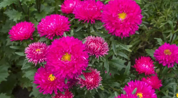 Un parterre de fleurs aux teintes vives de reine marguerite, leurs pétales denses formant des pompons éclatants au cœur jaune.