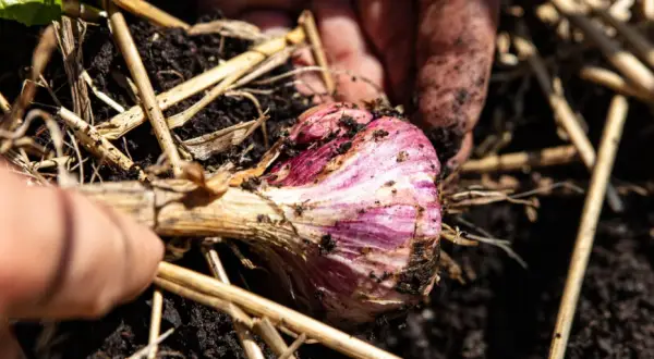 Main d'un jardinier déterrant une belle tête d'ail violette, prête pour la récolte.