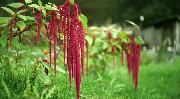 Grappes de fleurs d'amarante rouge vif tombant gracieusement dans un jardin verdoyant.