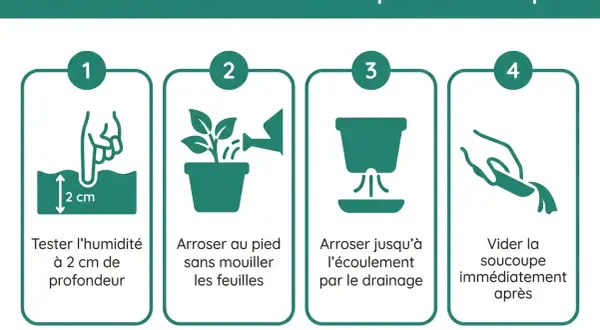 Guide en 4 étapes pour l'arrosage du basilic en pot : tester l'humidité, arroser au pied, jusqu'à écoulement, vider la soucoupe.