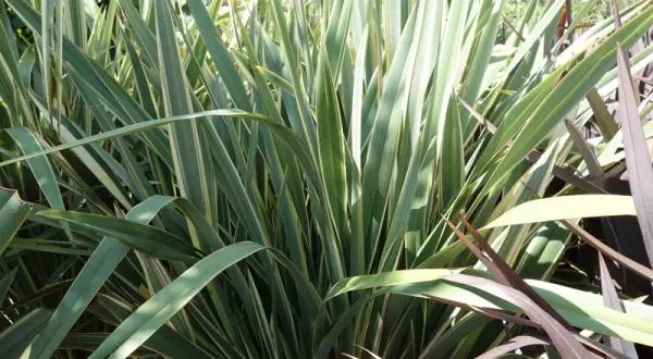 Plantes de lin de Nouvelle-Zélande aux longues feuilles vertes et crème, avec des touches de pourpre.