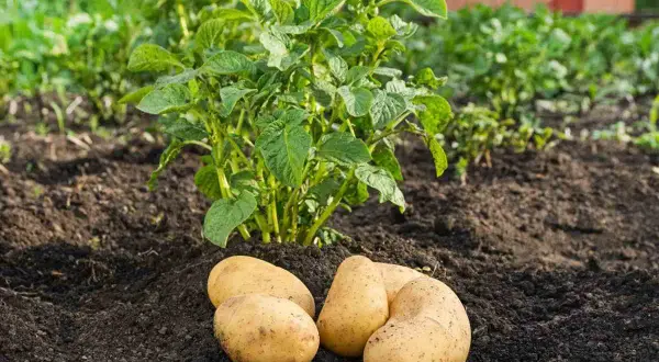 Des pommes de terre fraîchement récoltées, prêtes à être cuisinées, reposent sur la terre au pied d'un plant de pommes de terre verdoyant.