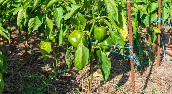 Un plant de poivron vert, bien chargé de fruits, est soutenu par des tuteurs rouillés et des liens bleus.