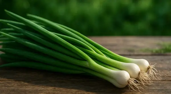 Trois oignons nouveaux aux racines fines reposent sur un bois vieilli, prêts pour le semis ciboulette.