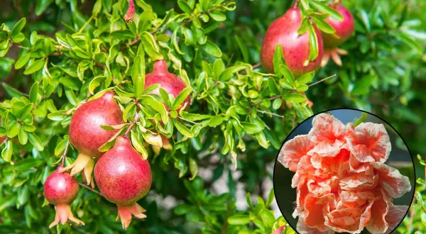 Un grenadier porte des fruits rouges et une fleur orangée. L'idée de planter un grenadier pour ses fruits et sa beauté.