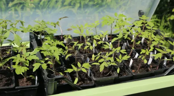 Jeunes plants de tomates dans leurs godets, attendant le bon moment entre semis et repiquage.