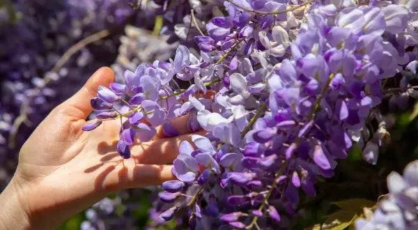 Main d'une personne effleurant une cascade de fleurs de glycine violettes, capturant la beauté de la taille glycine.