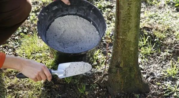 Une main utilise une pelle pour prélever de la cendre de bois dans un seau, prête à fertiliser la base d'un jeune arbre.