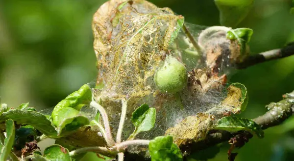 Chenille pommier : un cocon de soie abrite une jeune chenille verte. Un traitement naturel est nécessaire pour protéger l'arbre.