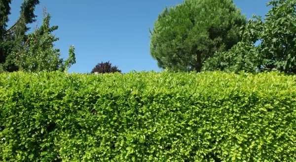 Un magnifique type de haie verte et dense, avec des arbres et un ciel bleu en arrière-plan.