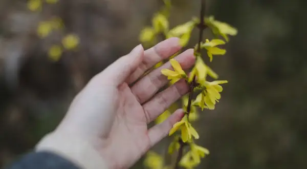 Main d'une personne effleurant délicatement une branche de forsythia bouture, ses fleurs jaunes éclatantes annonçant le printemps.