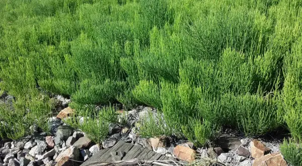 Un champ dense de prêle des champs aux tiges vertes et fines, poussant parmi des pierres et du bois.