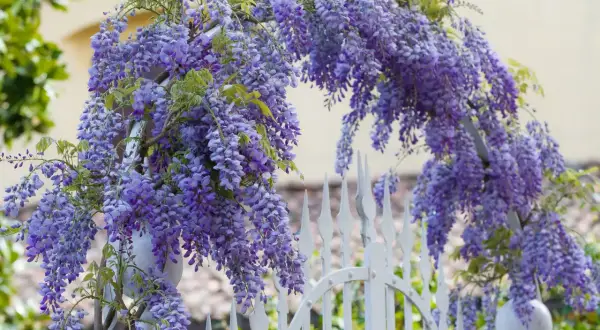 Cascades de fleurs violettes d'un arbre glycine enjambant une élégante clôture blanche.