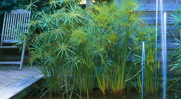 Un jardin paisible avec une plante papyrus luxuriante au bord d'un étang, une chaise en bois à proximité.