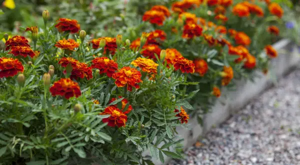 Un parterre de fleurs d'oeillet d'inde potager aux couleurs vives, rouge et orange, bordant un chemin de gravier.