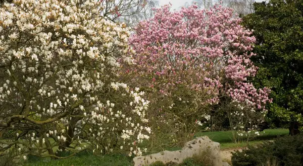Magnolias en fleurs, un arbre fleuri blanc à gauche, un arbre fleuri rose au centre, et un grand arbre vert à droite.