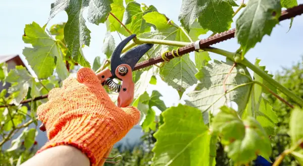 Main dans un gant orange, une cisaille coupe une branche de vigne. C'est le moment du cours taille de la vigne.