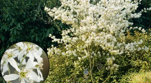 Gros plan sur des fleurs blanches d'un arbre méditerranéen en pleine floraison.