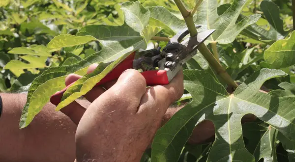 Main d'un jardinier utilisant un sécateur pour la taille d'un figuier, entouré de grandes feuilles vertes.