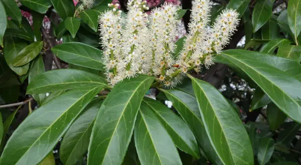 Grappes de fleurs blanches sur un laurier cerise, prêt à être utilisé en bouture. Ses feuilles vertes et brillantes sont mises en valeur.
