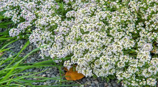Un tapis de petites fleurs blanches, des alysse fleur, contraste avec le gravier gris et l'herbe verte.