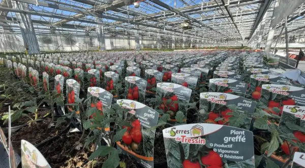 Vaste plantation de tomates greffées sous serre, prêtes à être vendues.