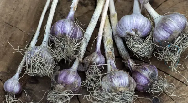 Ail rose fraîchement récolté, ses bulbes violets et ses racines aériennes sur fond de bois. Une belle plantation d'ail rose.