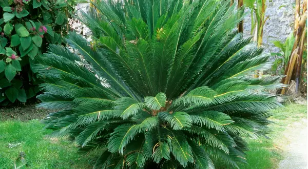 Un cycas revoluta en pleine terre, avec ses feuilles vertes luxuriantes formant une couronne dense. Il est entouré d'herbe verte et d'autres plantes.