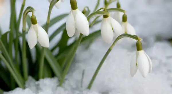 Des perce-neige blancs et délicats émergent de la neige, annonçant le retour du printemps.